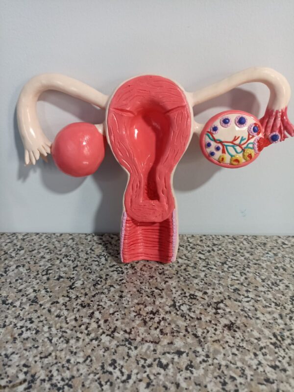 MAQUETA DE UTERO - Imagen 2